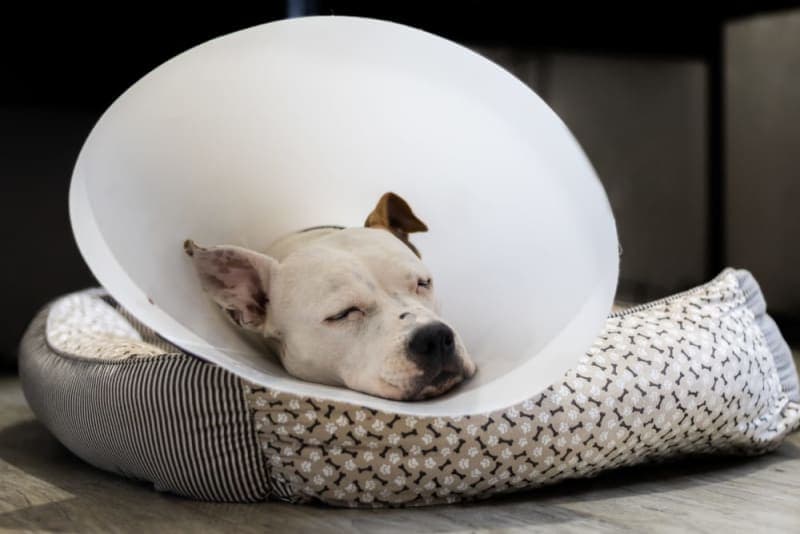 Getting Your Dog Fixed: When & What to Know Getting Your Dog Fixed: When & What to Know