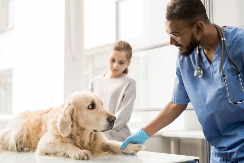 What is Whipworm in Dogs?: Causes, Treatment & Prevention What is Whipworm in Dogs?: Causes, Treatment & Prevention