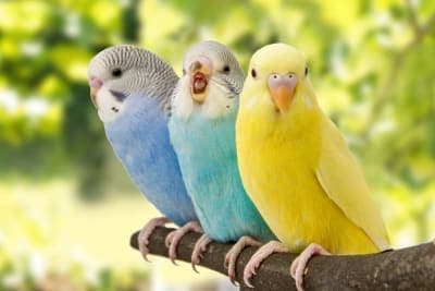 The Best Small Birds as Pets The Best Small Birds as Pets