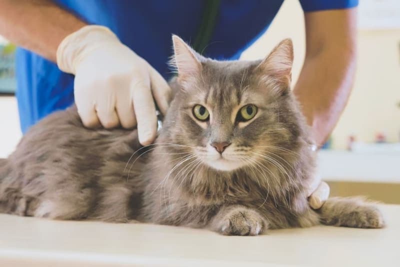 How Often Do You Take a Cat to the Vet? How Often Do You Take a Cat to the Vet?