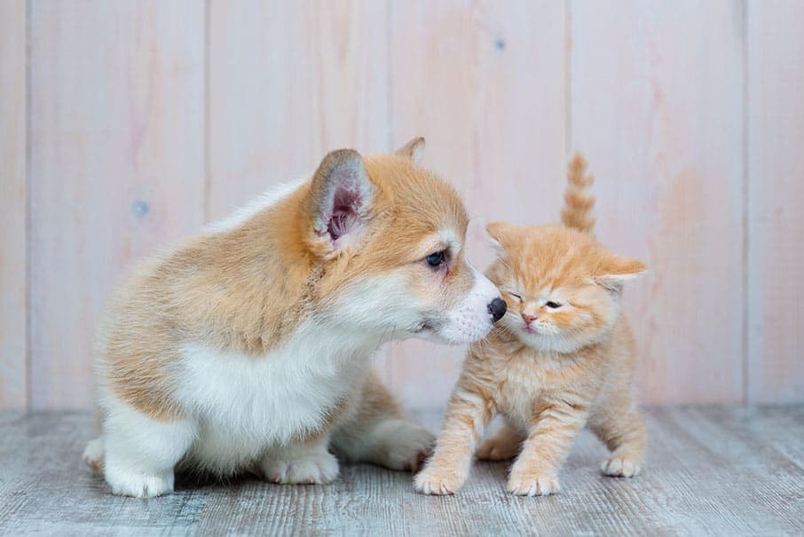 Time for Your Pet's First Wellness Exam? Here's What to Expect Time for Your Pet's First Wellness Exam? Here's What to Expect