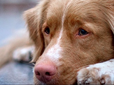 Silver Springs Animal Clinic About Us Hero Image Silver Springs Animal Clinic About Us Hero Image