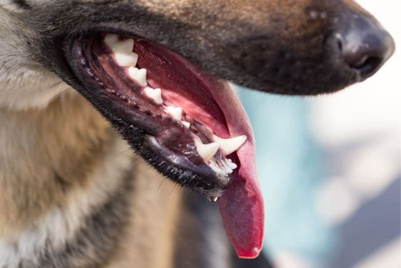 Broken Jaws in Dogs: Causes & Treatments Broken Jaws in Dogs: Causes & Treatments