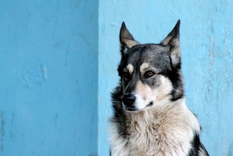 What is Veterinary Cold Laser Therapy? What is Veterinary Cold Laser Therapy?