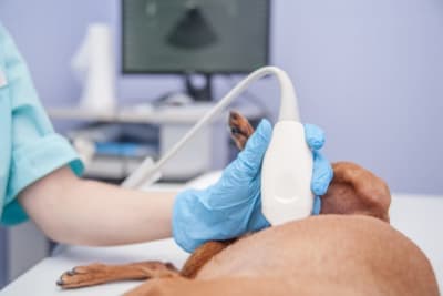 Types of Diagnostic Tests for Pets Types of Diagnostic Tests for Pets