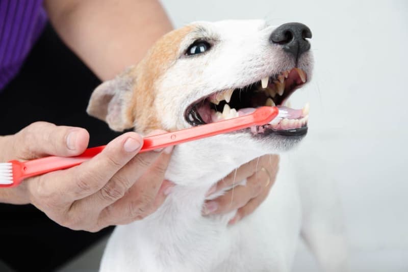 Dog Oral Care: How to Take Care of Your Dog's Teeth Dog Oral Care: How to Take Care of Your Dog's Teeth