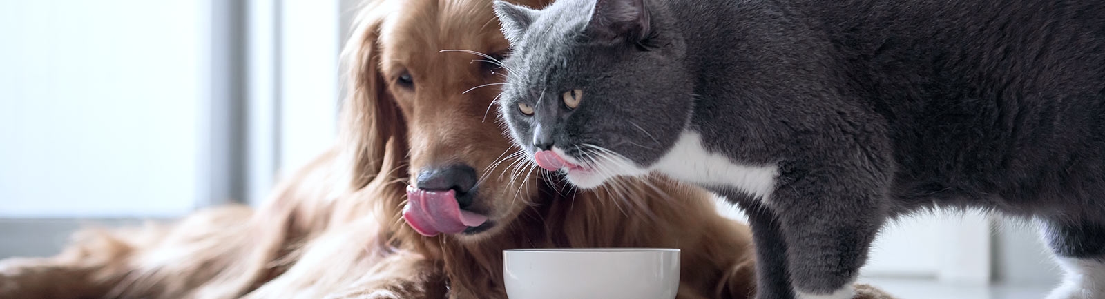 English Creek Veterinary Clinic Hero Section Image English Creek Veterinary Clinic Hero Section Image