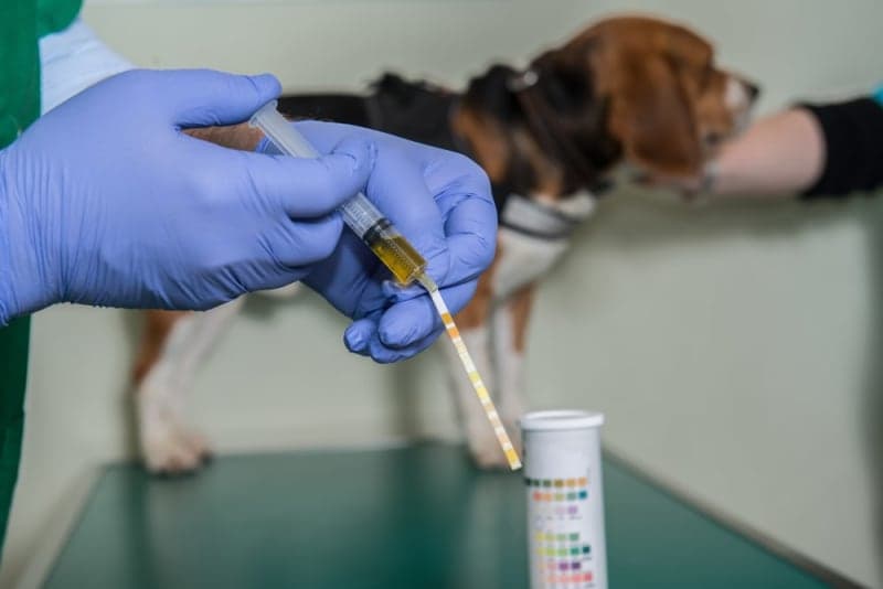 Why Does My Pet Need a Urinalysis? Why Does My Pet Need a Urinalysis?