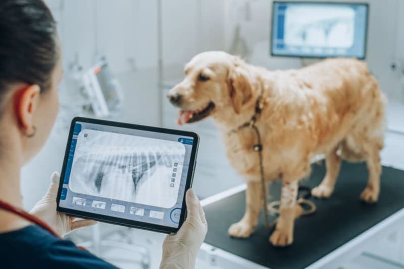 X-Rays for Dogs X-Rays for Dogs