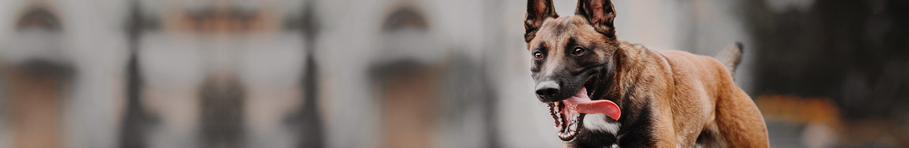 West Gate Veterinary Hospital West Gate Veterinary Hospital