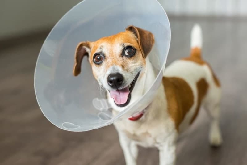 How Long Does Spaying Take? How Long Does Spaying Take?