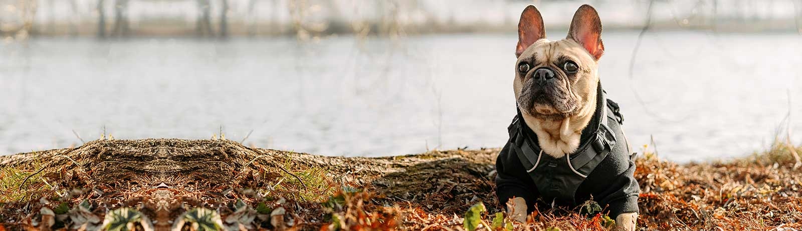 Welcome to Bear Creek Veterinary Hospital Welcome to Bear Creek Veterinary Hospital