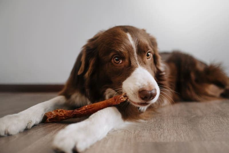 Do dental chews really work for dogs? Do dental chews really work for dogs?