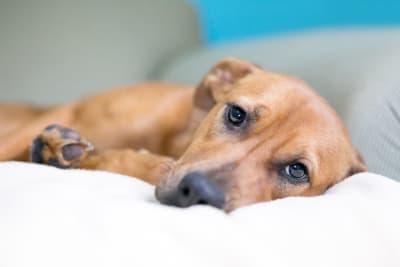 Parainfluenza in Dogs Parainfluenza in Dogs