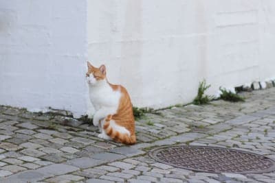 Cat Limping - When To See The Vet Cat Limping - When To See The Vet