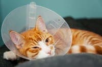 Cat Hernia Surgery Cat Hernia Surgery