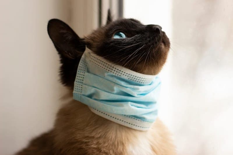 Pneumonia in Cats Pneumonia in Cats