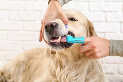 Common Dental Problems in Dogs Common Dental Problems in Dogs