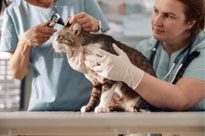 Ear Mites in Cats: Causes, Treatment & Prevention Ear Mites in Cats: Causes, Treatment & Prevention
