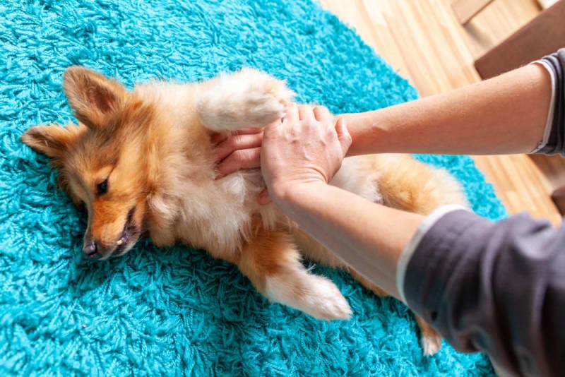 Pet First Aid Guide: How to Give Pets First Aid? Pet First Aid Guide: How to Give Pets First Aid?