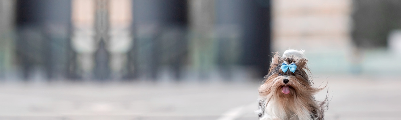 Bullard Animal Hospital Bullard Animal Hospital