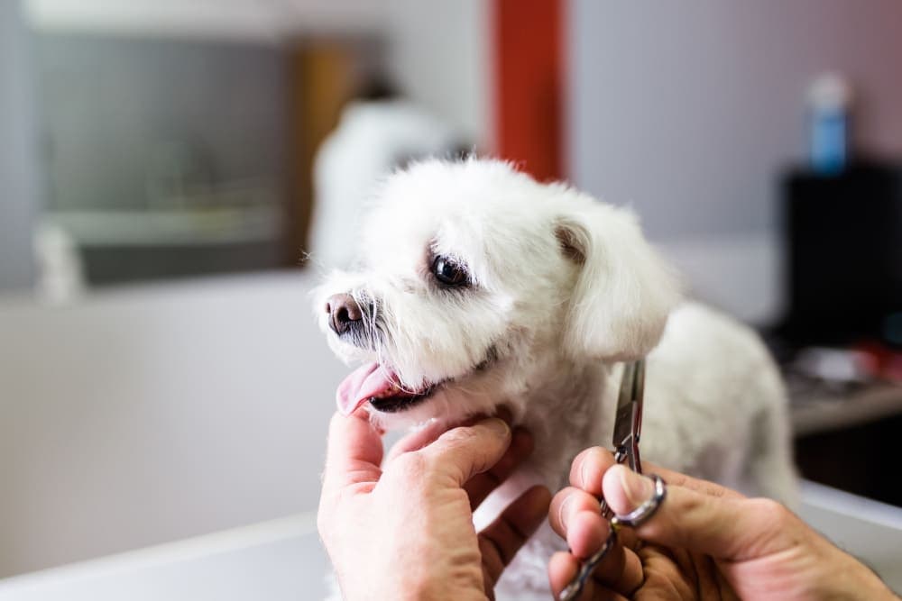 Grooming Puppies: When & How to Do It Grooming Puppies: When & How to Do It