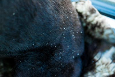 Why does my dog have dandruff? Why does my dog have dandruff?