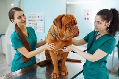 Getting Your Dog Fixed: When & What to Know Getting Your Dog Fixed: When & What to Know
