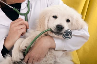 Common Dental Problems in Dogs Common Dental Problems in Dogs
