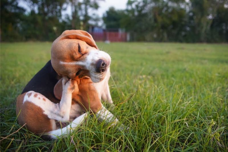 How To Treat Mold Allergies In Dogs How To Treat Mold Allergies In Dogs