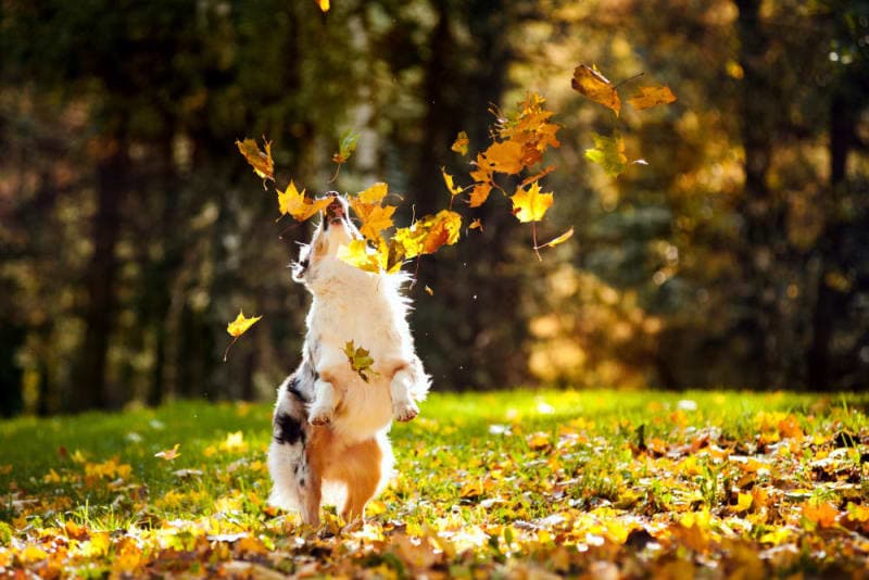 Mold Allergy in Dogs: Symptoms & Treatment Mold Allergy in Dogs: Symptoms & Treatment