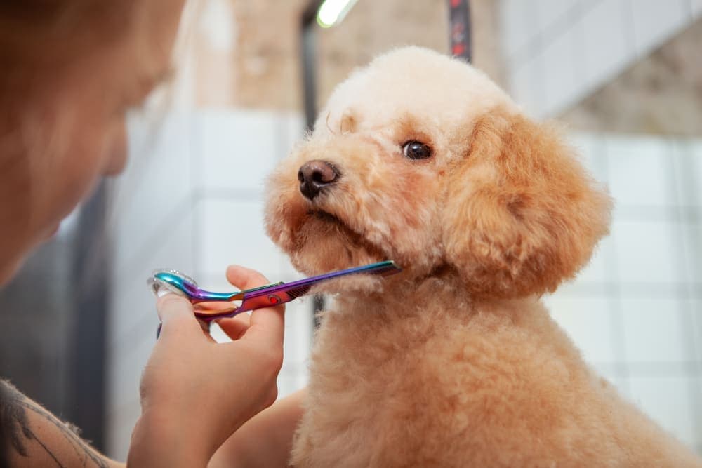 Signs Your Dog Needs Grooming Signs Your Dog Needs Grooming