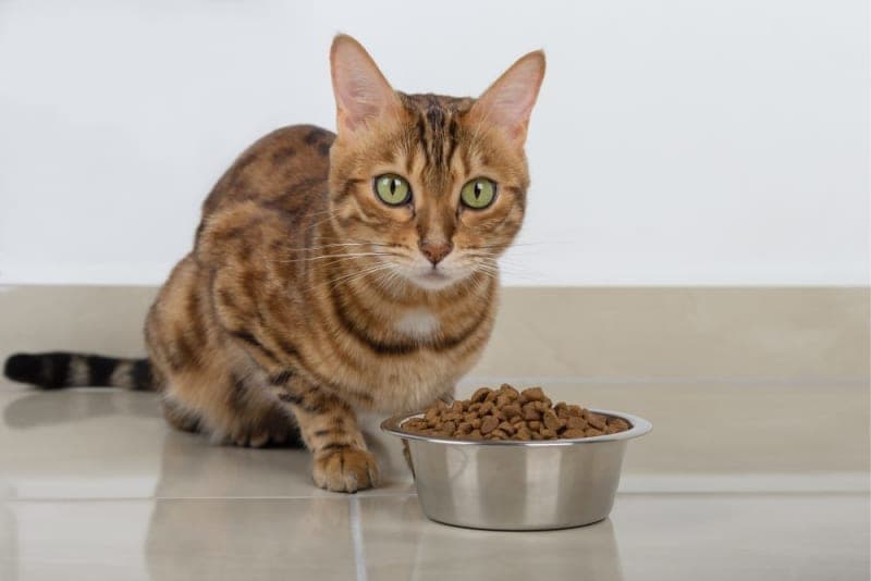 My Cat Won't Eat: Is this an emergency? My Cat Won't Eat: Is this an emergency?