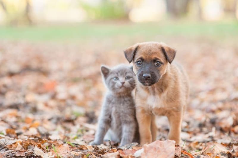 Puppy & Kitten: Are They a Good Match? Puppy & Kitten: Are They a Good Match?