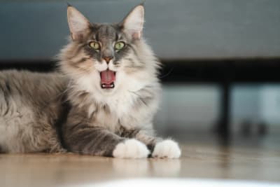 Why does my cat's breath smell bad? Why does my cat's breath smell bad?