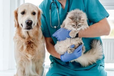 Behavioral Health: Addressing Anxiety & Stress During Routine Pet Wellness Exams Behavioral Health: Addressing Anxiety & Stress During Routine Pet Wellness Exams