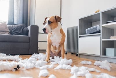 Dog Chewing Problems: Why They Chew & How To Stop Them Dog Chewing Problems: Why They Chew & How To Stop Them