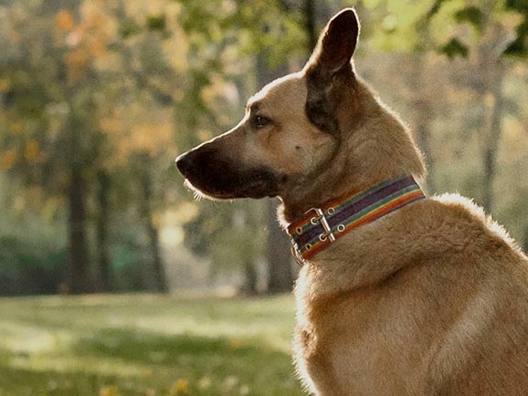 Sweetwater Veterinary Clinic About Us Hero Image Sweetwater Veterinary Clinic About Us Hero Image