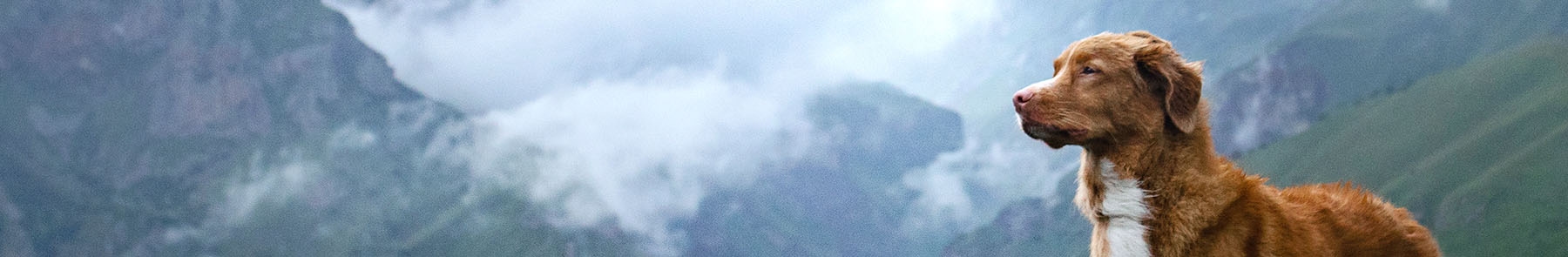 Ridgemont Animal Hospital Ridgemont Animal Hospital