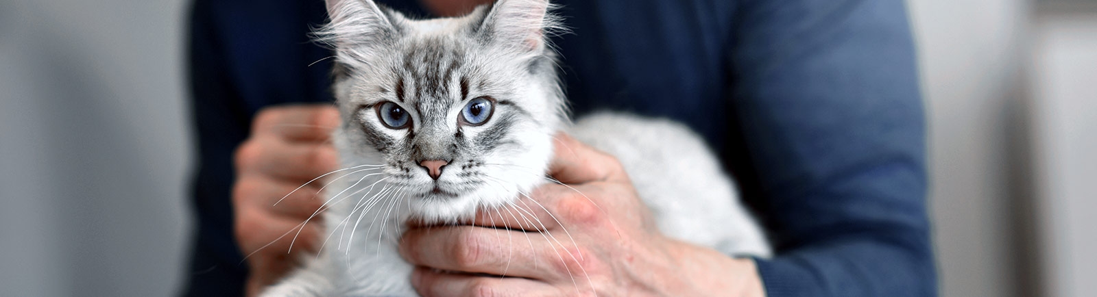 Stine Veterinary Hospital About us Stine Veterinary Hospital About us