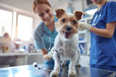 Making the Most of Your Pet's Routine Exam: What to Ask Your Vet Making the Most of Your Pet's Routine Exam: What to Ask Your Vet