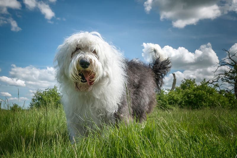 Dog Ringworm - What It Looks Like, What It Is & How It's Treated Dog Ringworm - What It Looks Like, What It Is & How It's Treated