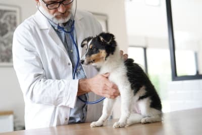 Puppy Vaccine Schedule: What Shots Puppies Need & When Puppy Vaccine Schedule: What Shots Puppies Need & When