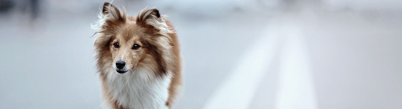 Pittsboro Animal Hospital Pittsboro Animal Hospital