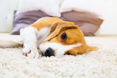 Hookworm in Dogs: Signs, Treatment & Prevention Hookworm in Dogs: Signs, Treatment & Prevention