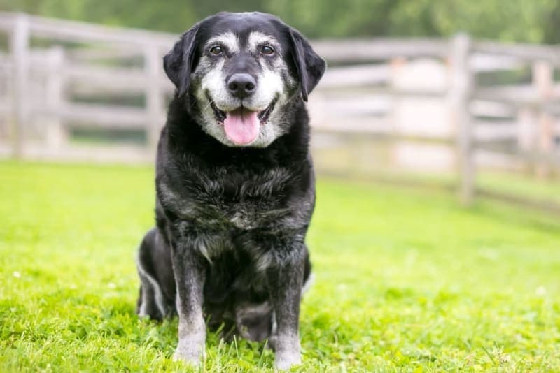 How to Take Care of a Senior Dog: Tips & Advice How to Take Care of a Senior Dog: Tips & Advice