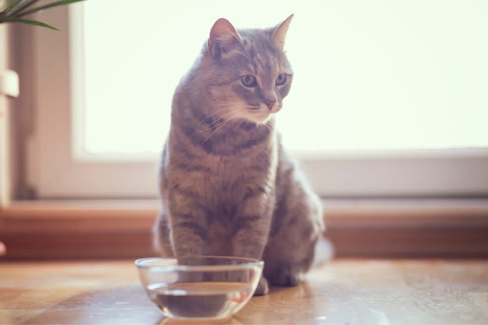 My Cat Won't Drink Water: What Should I Do? My Cat Won't Drink Water: What Should I Do?