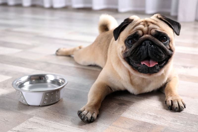 How Long Can a Dog Go Without Water? How Long Can a Dog Go Without Water?