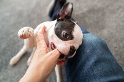 How to Stop Puppy Biting How to Stop Puppy Biting