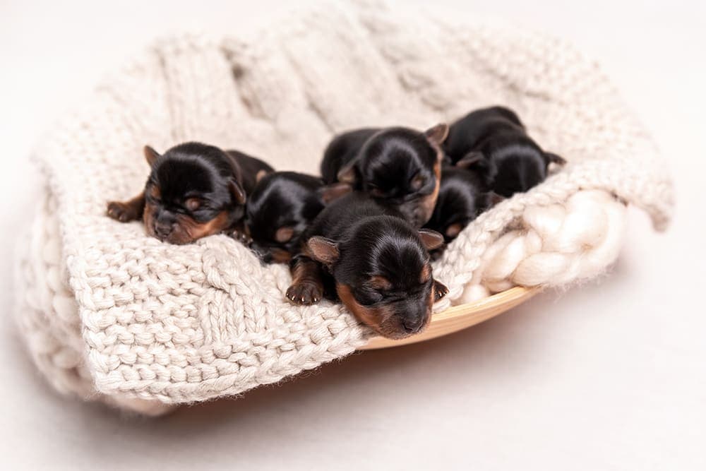 How much does a dog C-section cost? Does my dog need one? How much does a dog C-section cost? Does my dog need one?